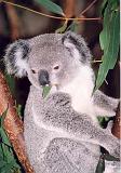 04 Koala - 260199